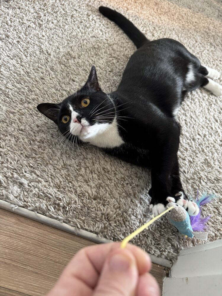 A cat enjoying playtime at home