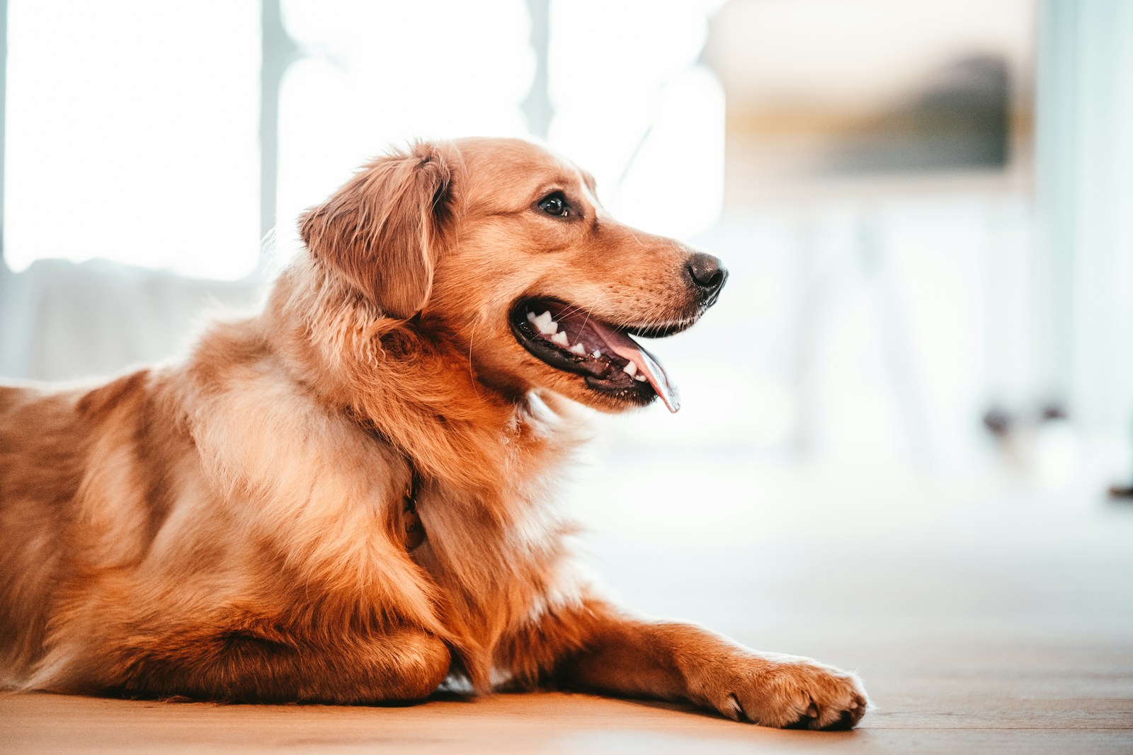 A golden retriever relaxing at home
