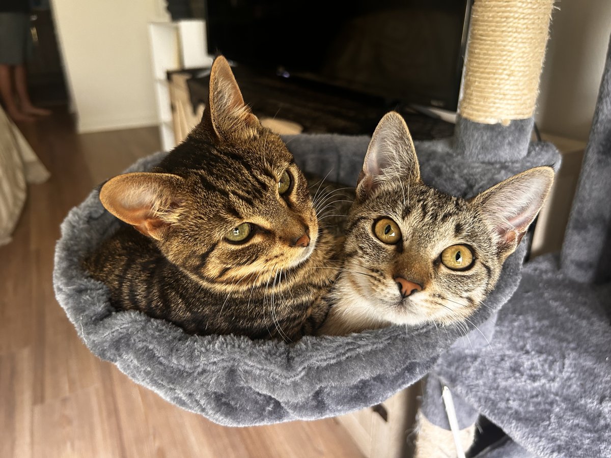 Two tabby cats sharing a cat-tree bed
