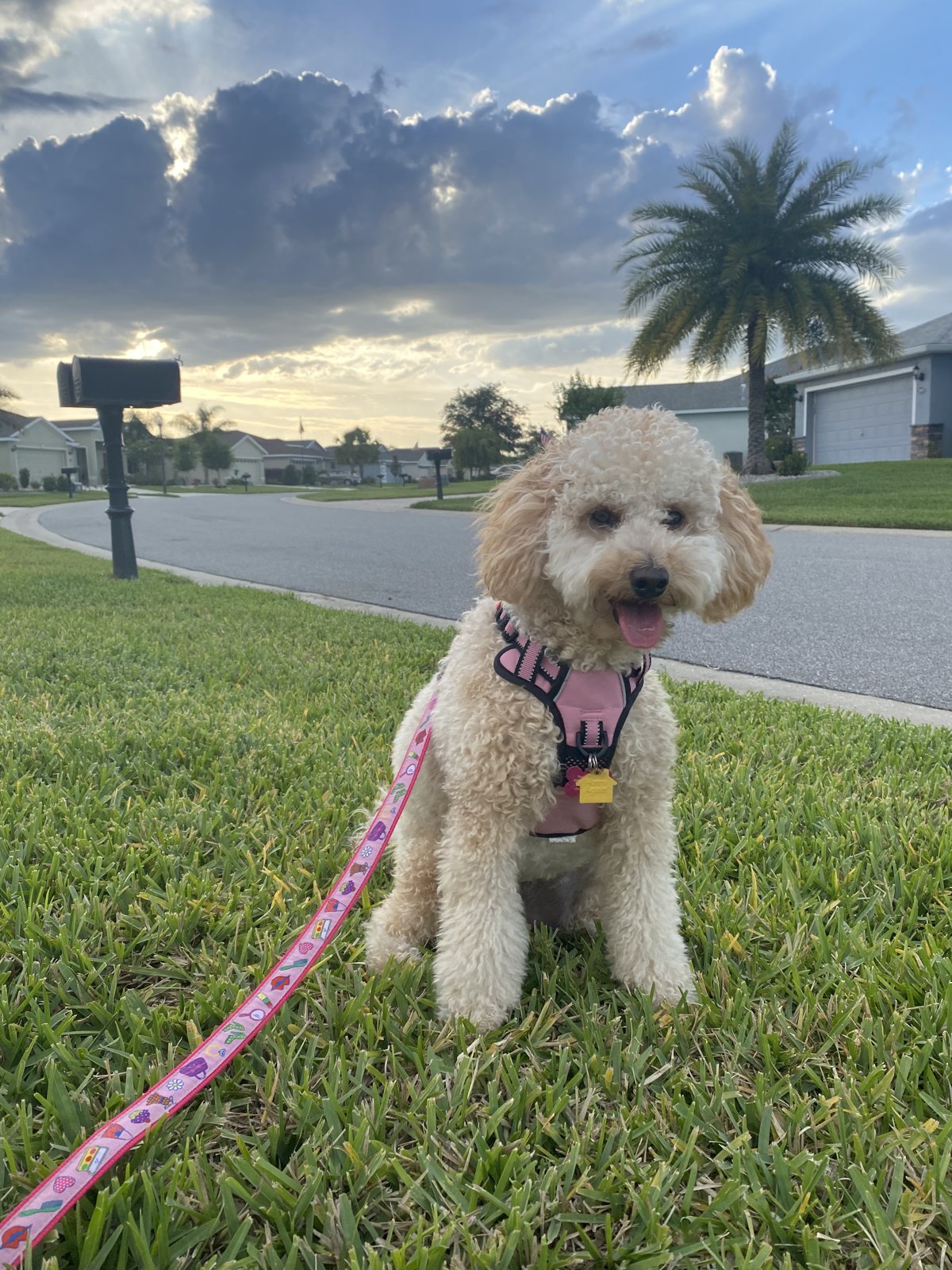 A curly-haired dog on a neighborhood walk