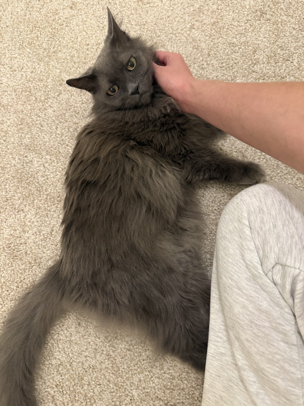 A gray cat enjoying gentle affection