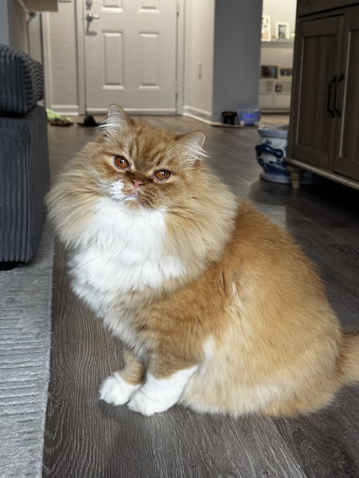 An orange-and-white cat relaxing at home