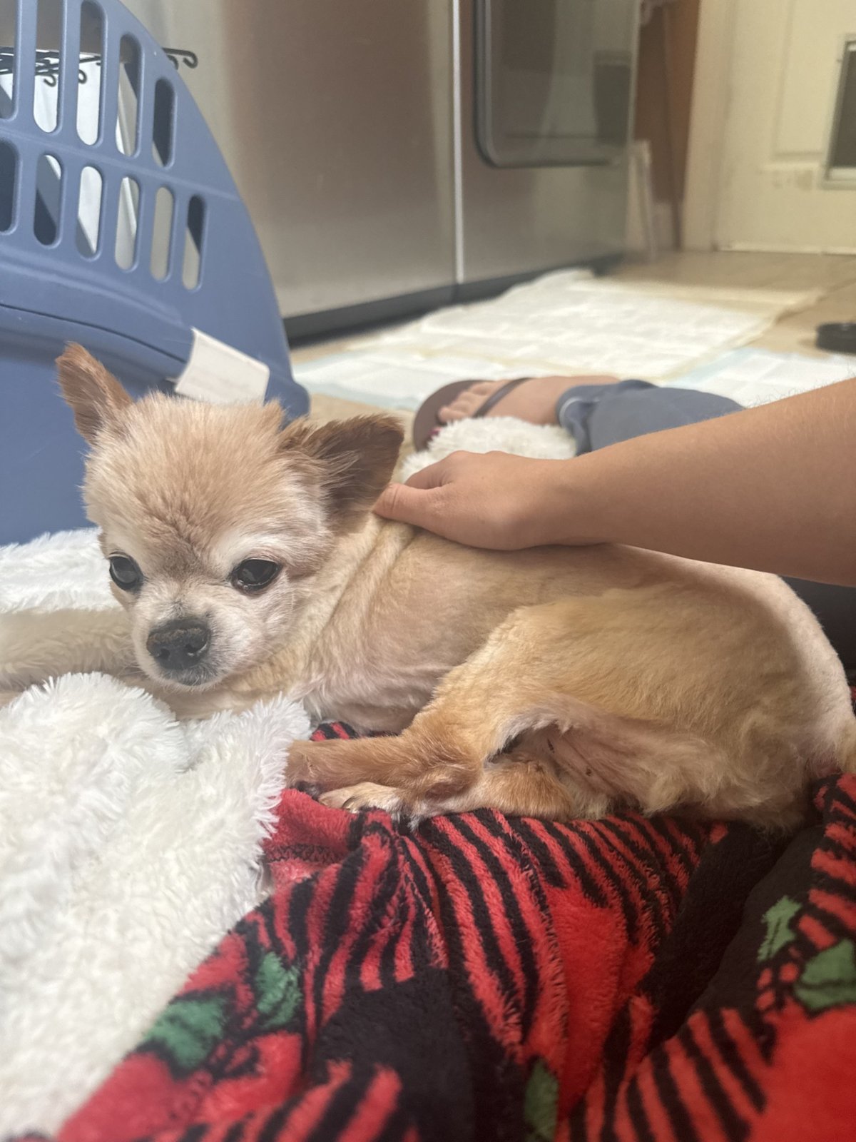 A small tan dog resting on a blanket