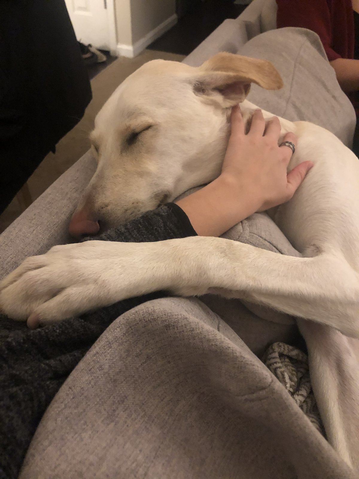 A white dog resting beside its caregiver