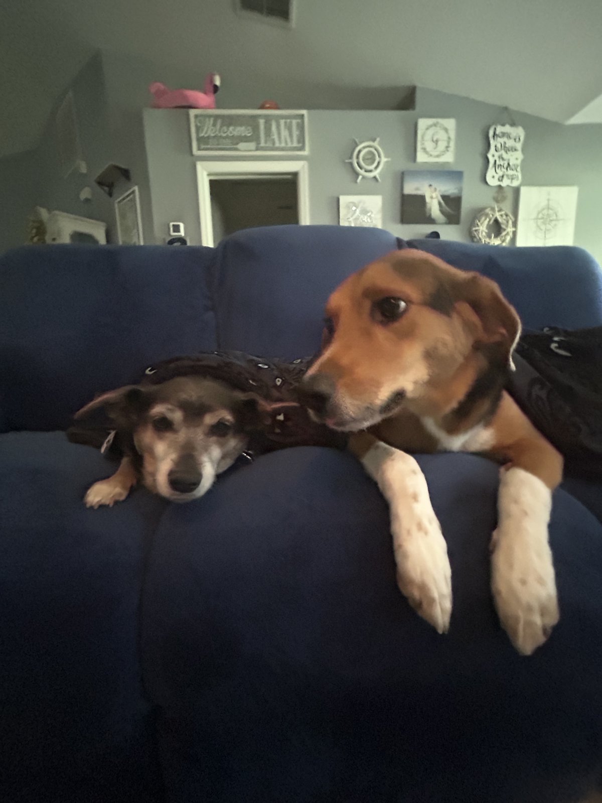 Two dogs relaxing together on a blue sofa