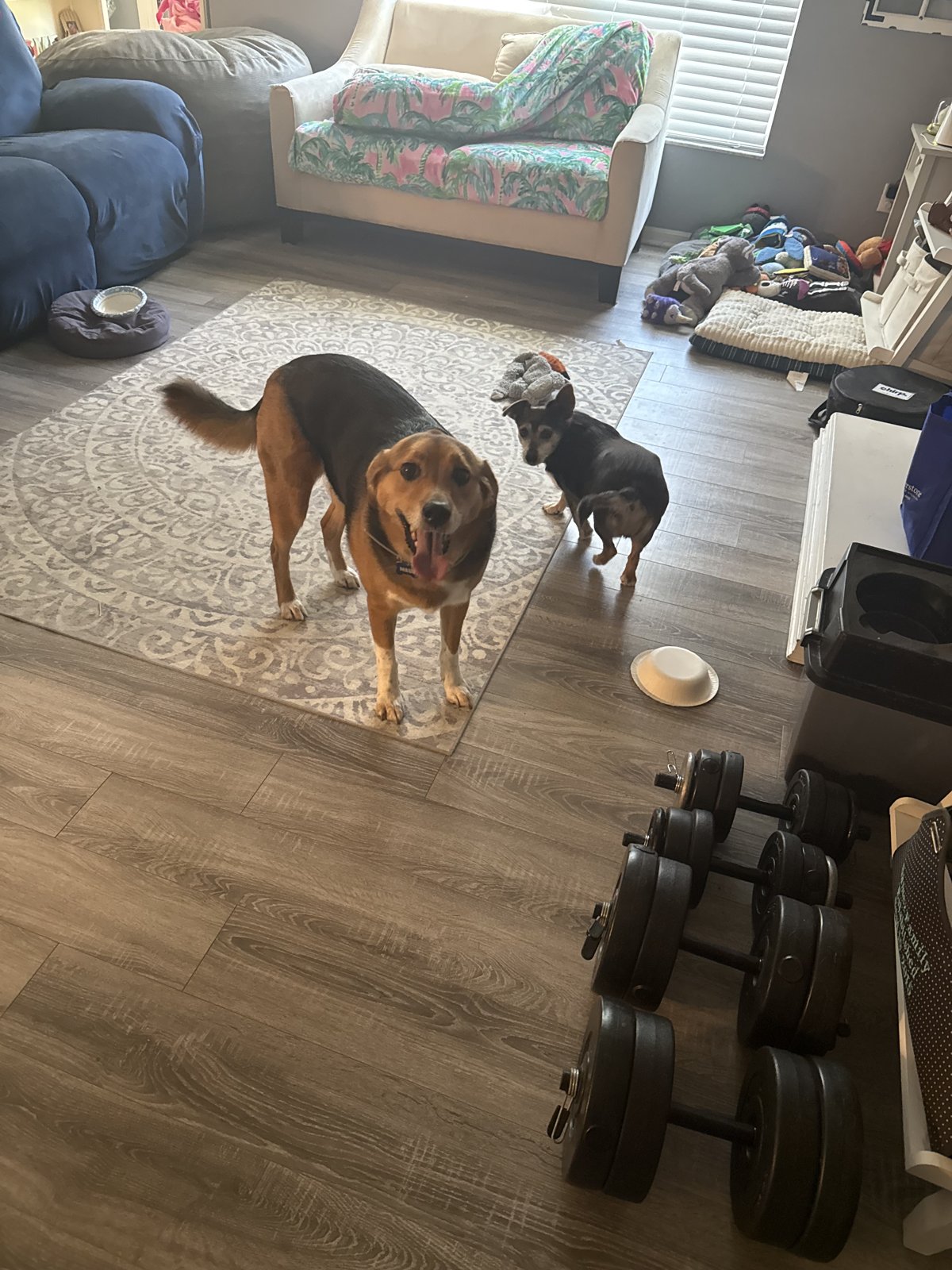 Two dogs enjoying time at home