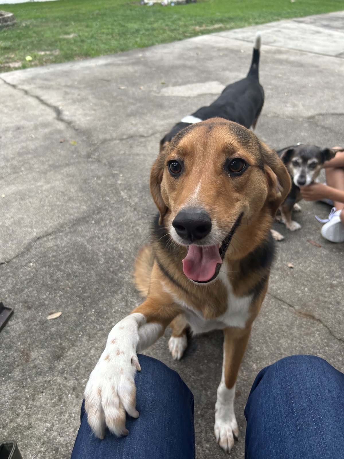 A happy dog offering a paw outdoors