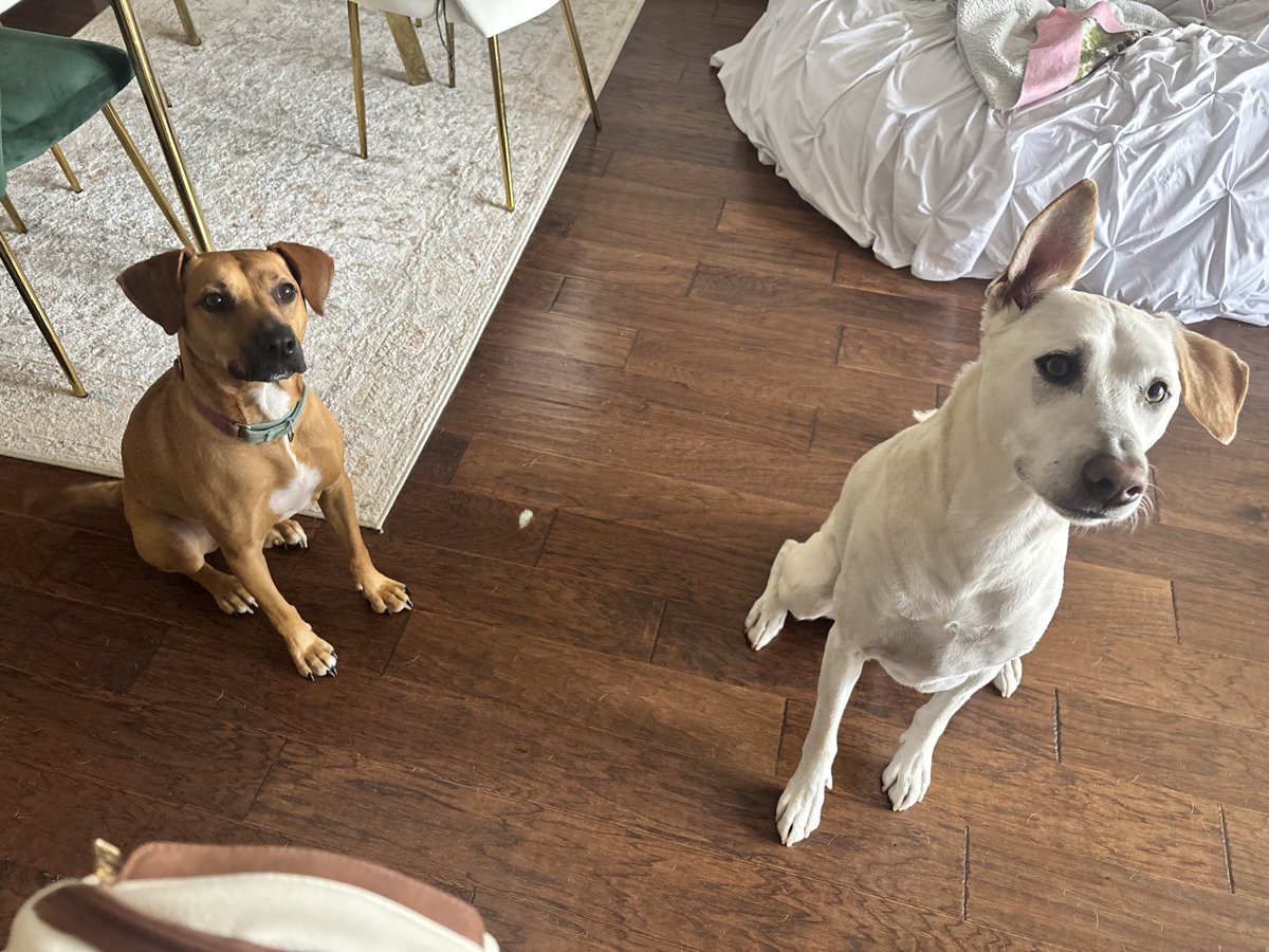 Two dogs sitting together at home
